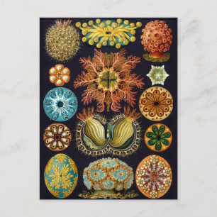 Vintage Marine Life Illustration Vykort