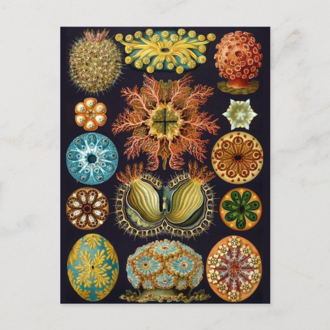 Vintage Marine Life Illustration Vykort (Framsida)