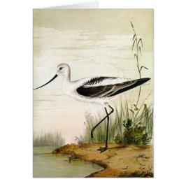 Vintage Marine Life Shorebird, Avocet Birds Hälsningskort