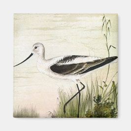 Vintage Marine Life Shorebird, Avocet Birds Magnet