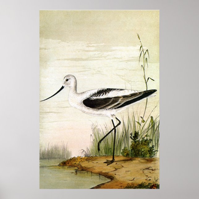Vintage Marine Life Shorebird, Avocet Birds Poster (Framsidan)
