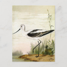 Vintage Marine Life Shorebird, Avocet Birds Vykort