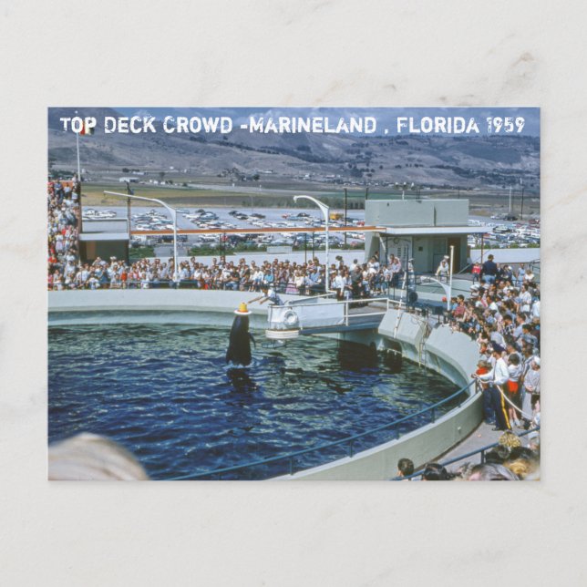 Vintage Marineland Florida Vykort (Framsida)