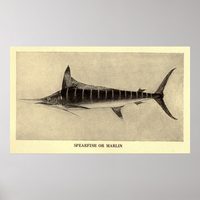 Vintage Marlin Illustration (1921) Poster (Framsidan)