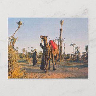 Vintage Marrakech, Camels Vykort