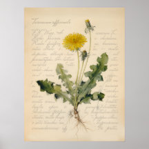 Vintage Maskros Botanisk Affisch Illustration
