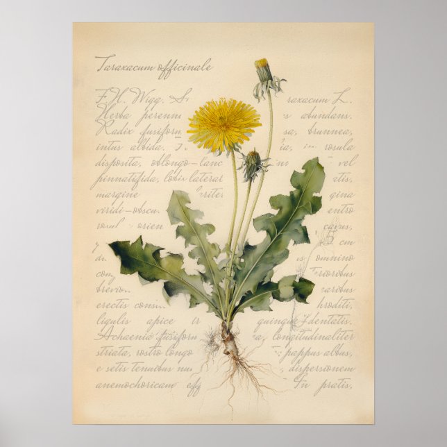 Vintage Maskros Botanisk Affisch Illustration (Framsidan)