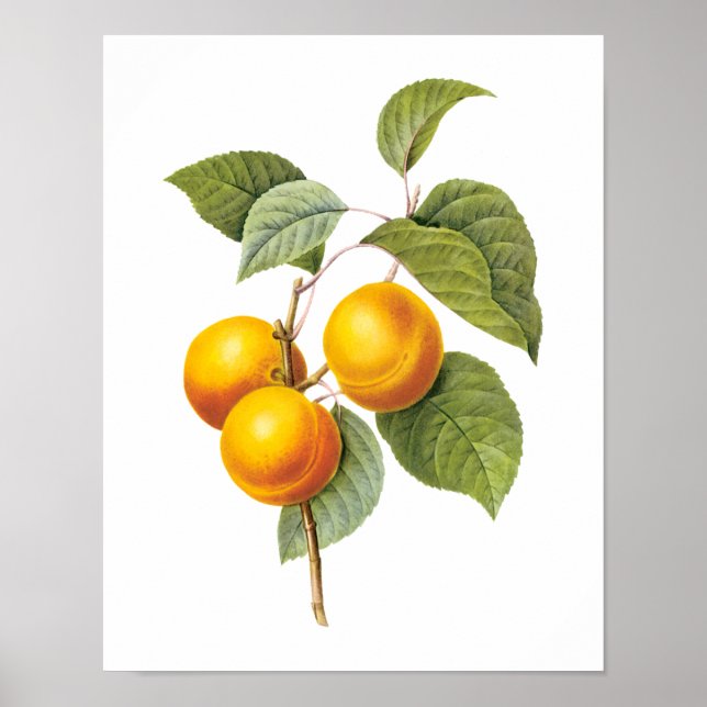 Vintage matfrukt, Aprikos Persika av Redoute Poster (Framsidan)