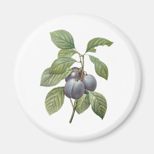 Vintage matfrukt, lila trädgårdsplommon av Redoute Magnet