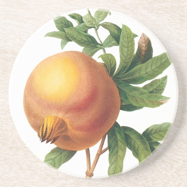 Vintage matillustration av frukt, Granatäpple av R Underlägg (Framsidan)