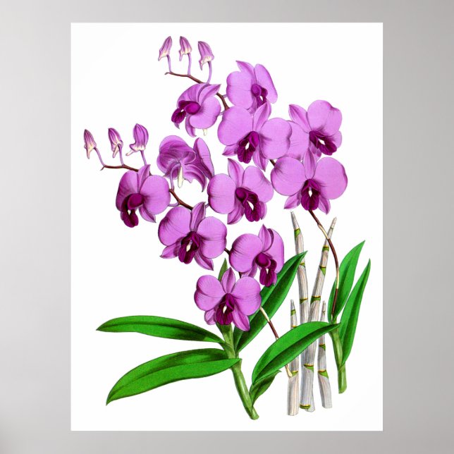 Vintage Mauve Lila Agenta Orchid Flower Poster (Framsidan)