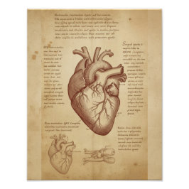 Vintage Medical Human Heart Anatomy Educational Fototryck