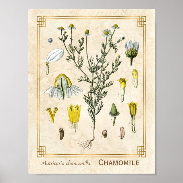 Vintage Medicinal Herb Chamomile Flower Botanical Poster (Framsidan)