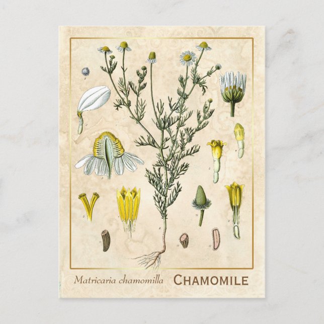 Vintage Medicinal Herb Chamomile Flower Botanical Vykort (Framsida)