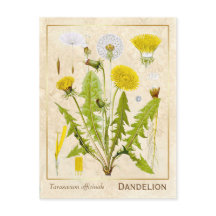 Vintage Medicinal Herb Dandelion Flower Botanical