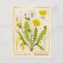 Vintage Medicinal Herb Dandelion Flower Botanical Vykort