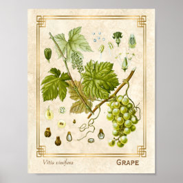 Vintage Medicinal Herb Grape Vine Botanical Poster