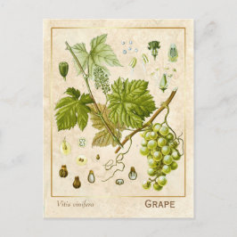 Vintage Medicinal Herb Grape Vine Botanical Vykort
