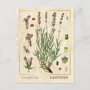 Vintage Medicinal Herb Lavender Flower Botanical Vykort