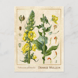 Vintage Medicinal Herb Orange Mullein Botanical Vykort