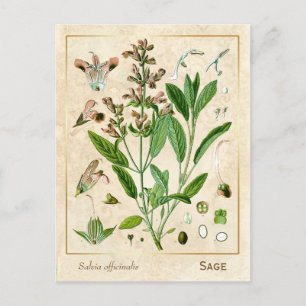 Vintage Medicinal Herb Plant Sage Botanical Vykort