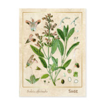 Vintage Medicinal Herb Plant Sage Botanical