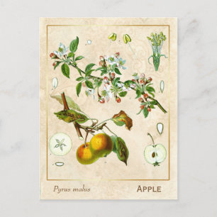 Vintage Medicinal Plant Apple Fruit Botanical Vykort