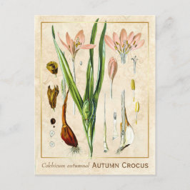 Vintage Medicinal Plant Autumn Crocus Botanical Vykort