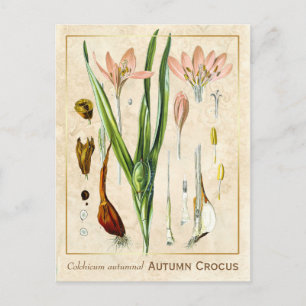 Vintage Medicinal Plant Autumn Crocus Botanical Vykort