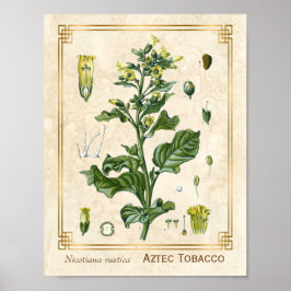 Vintage Medicinal Plant Aztec Tobacco Botanical Poster