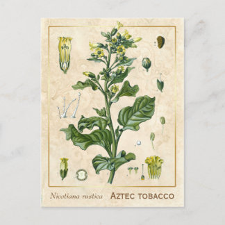 Vintage Medicinal Plant Aztec Tobacco Botanical Vykort