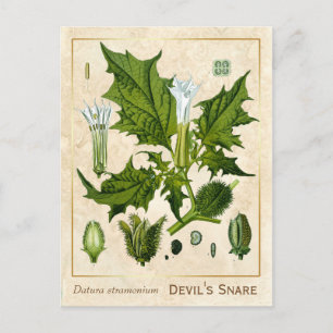 Vintage Medicinal Plant Djävulen om Snare Botanisk Vykort