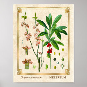 Vintage Medicinal Plant Februari Daphne Botanical Poster