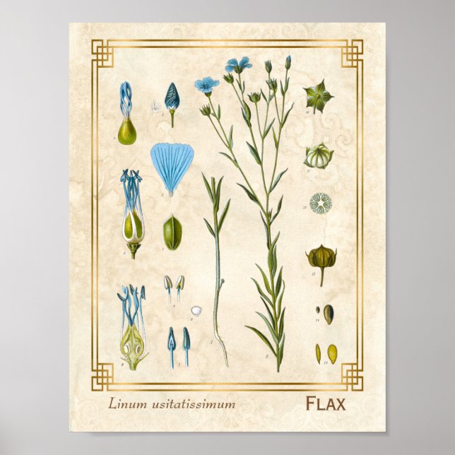 Vintage Medicinal Plant Flax Linseed Botanical Poster (Framsidan)