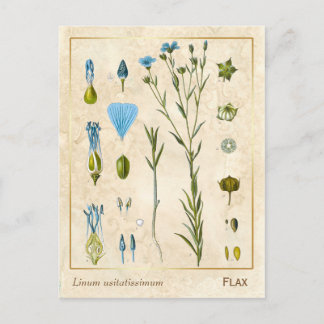 Vintage Medicinal Plant Flax Linseed Botanical Vykort
