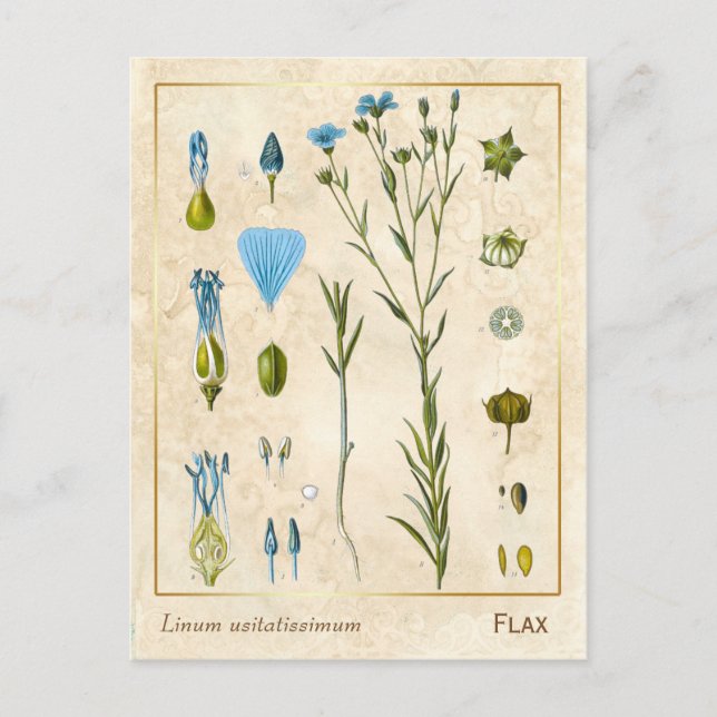 Vintage Medicinal Plant Flax Linseed Botanical Vykort (Framsida)