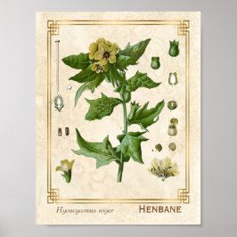 Vintage Medicinal Plant Henbane Herb Botanical Poster