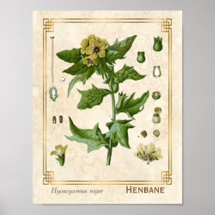 Vintage Medicinal Plant Henbane Herb Botanical Poster