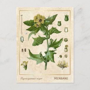 Vintage Medicinal Plant Henbane Herb Botanical Vykort