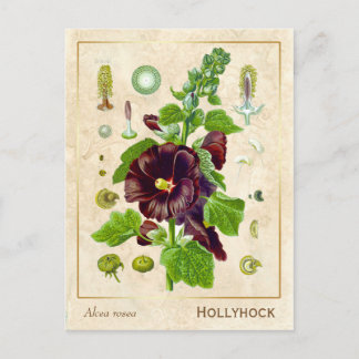 Vintage Medicinal Plant Hollyhock Flower Botanical Vykort