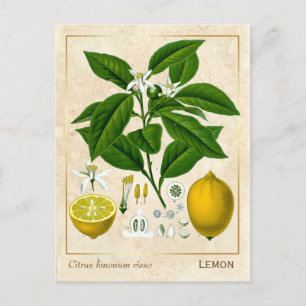 Vintage Medicinal Plant Lemon Fruit Botanical Vykort