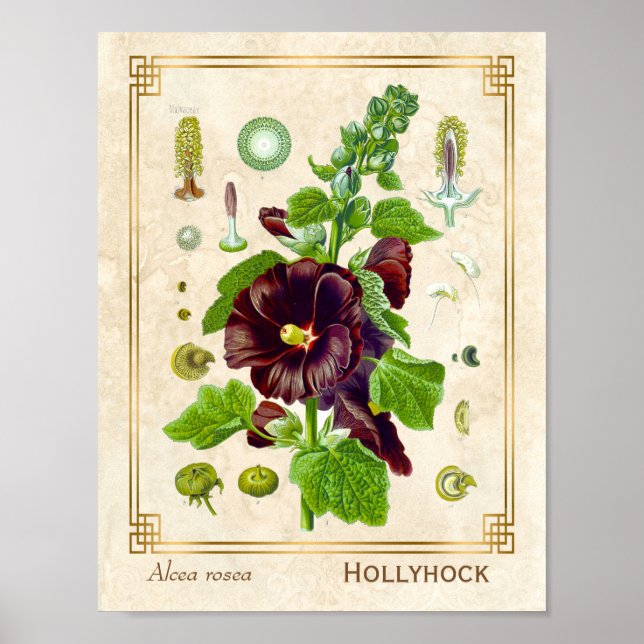 Vintage Medicinal Plant Lila Hollyhock Flower Poster (Framsidan)