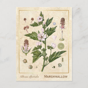 Vintage Medicinal Plant Marshmallow Botanical Vykort