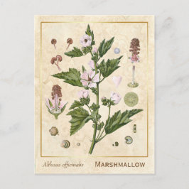 Vintage Medicinal Plant Marshmallow Botanical Vykort