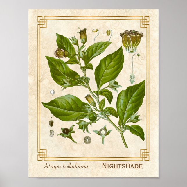 Vintage Medicinal Plant Nightshade Belladonna Herb Poster (Framsidan)