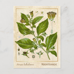Vintage Medicinal Plant Nightshade Herb Botanical Vykort