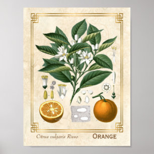 Vintage Medicinal Plant Orange Frukt botaniska pro Poster