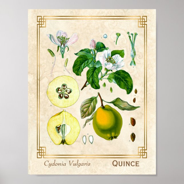 Vintage Medicinal Plant Quince Fruit Botanical Poster (Framsidan)