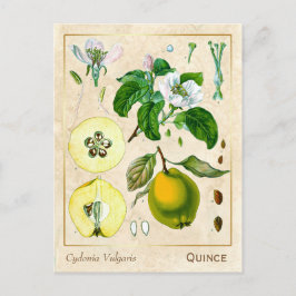 Vintage Medicinal Plant Quince Fruit Botanical Vykort