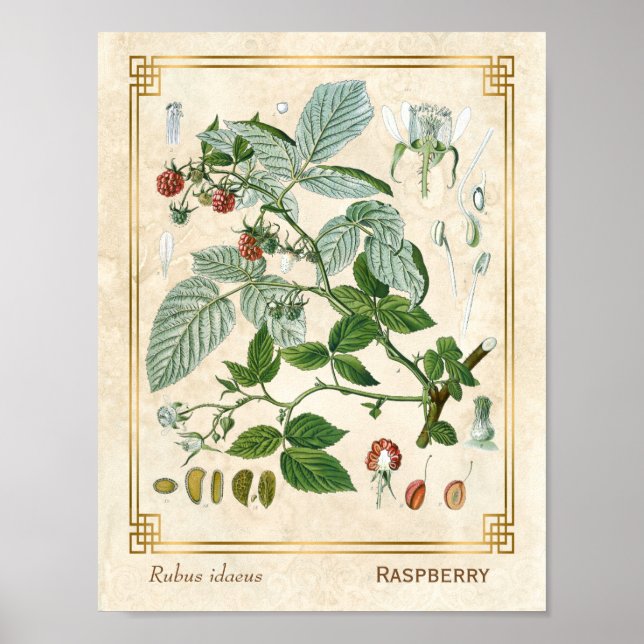 Vintage Medicinal Plant Red Raspberry Botanical Poster (Framsidan)
